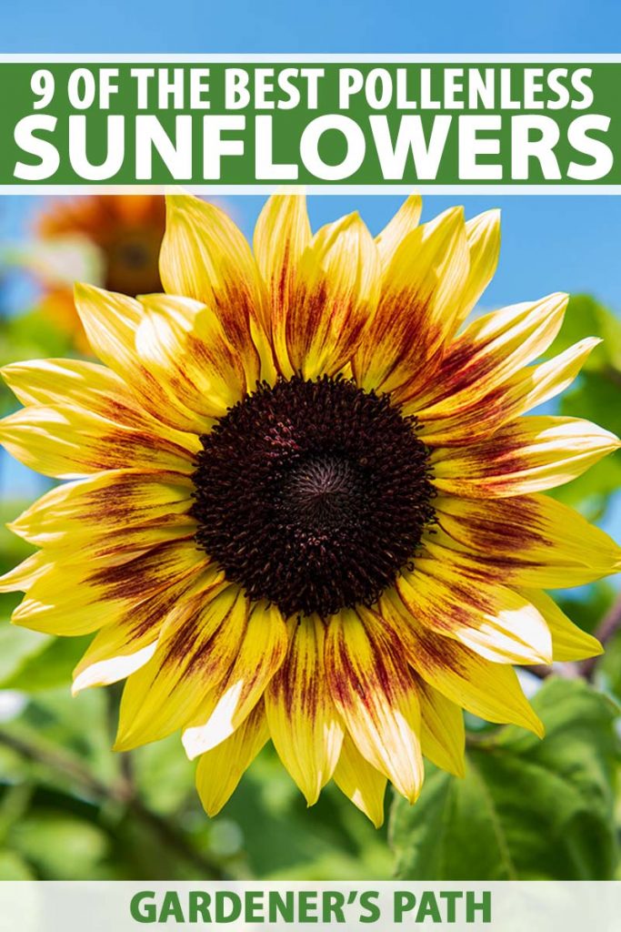 A vertical close up image of a pollenless sunflower growing in the garden, pictured in bright sunshine on a blue sky background. To the top and bottom of the frame is green and white printed text.