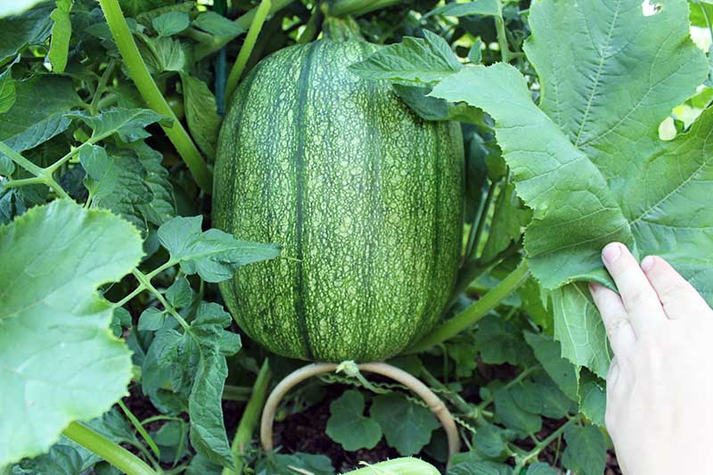 A close up horizontal image of a hand from the right of the frame parting the foliage to reveal a large 'Howden' pumpkin growing on the vine supported by a bamboo hoop.