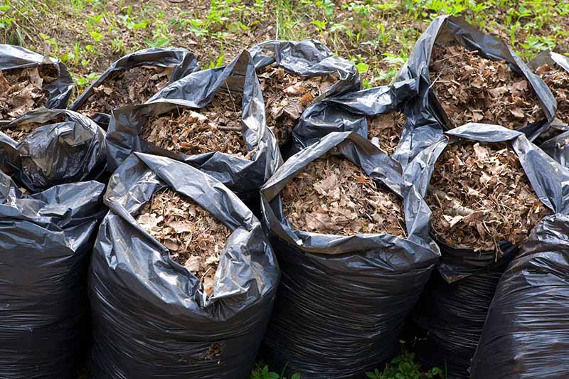 Composting Bags Leaves At Randy Eubanks Blog