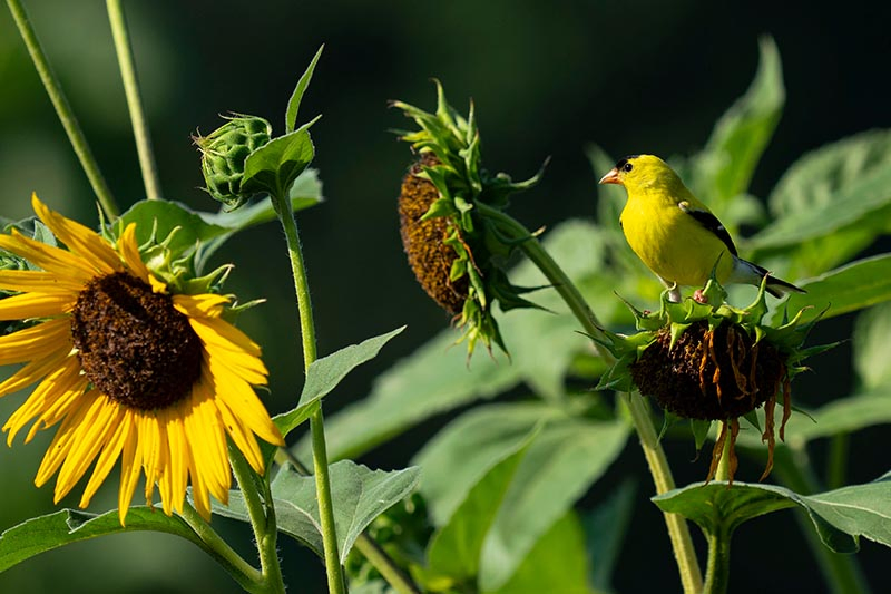 A close up horizontal image of large yellow flowers in the garden with a bird feeding on the seeds, pictured in bright sunshine with foliage in soft focus background.
