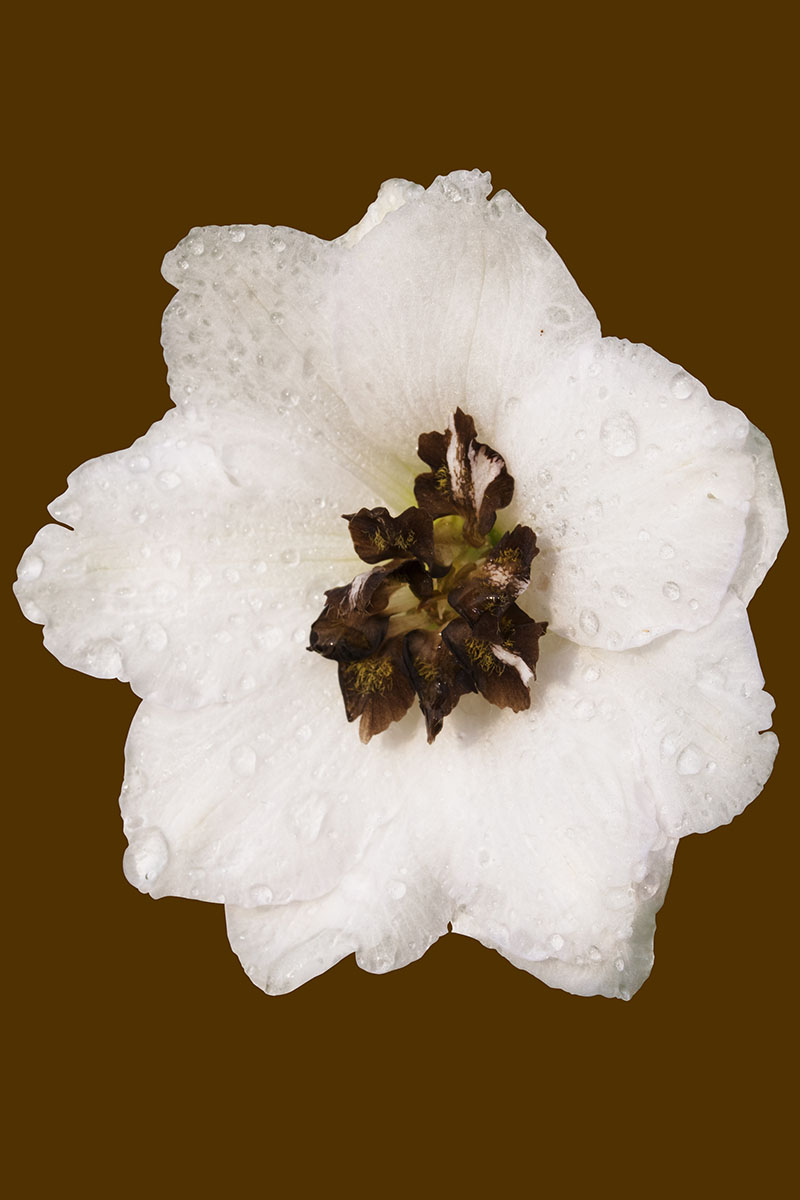 A vertical image of a close up of a white flower pictured on a dark background.