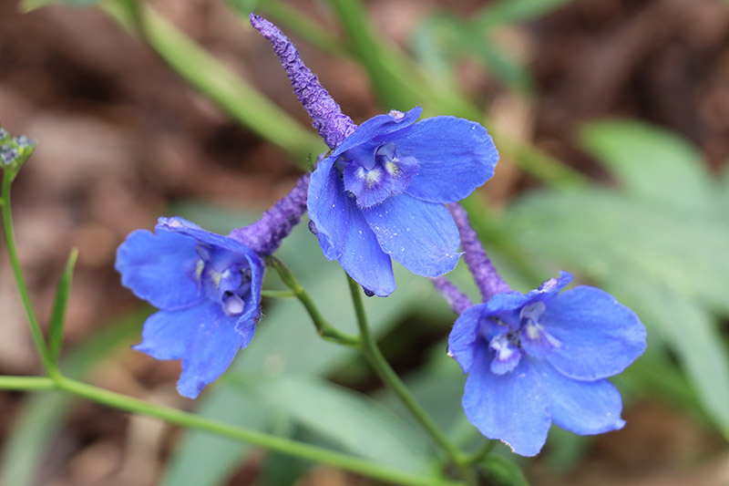 A close up horizontal image of bright blue 'Blue Elf' delphinium growing in the garden pictured on a soft focus background.