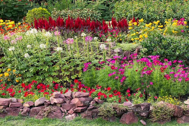 A horizontal image of a colorful flower border in a summer garden with a variety of colorful blooms.