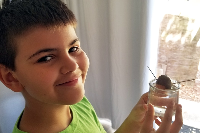 A close up horizontal image of a smiling boy holding a small glass jar containing an avocado seed ready for sprouting.