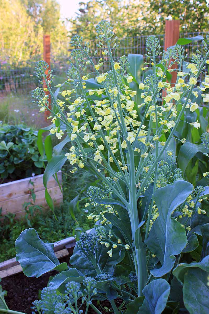A close up vertical image of a raised garden bed with a broccoli plant that has bolted and producing yellow flowers, pictured on a soft focus background in light sunshine.