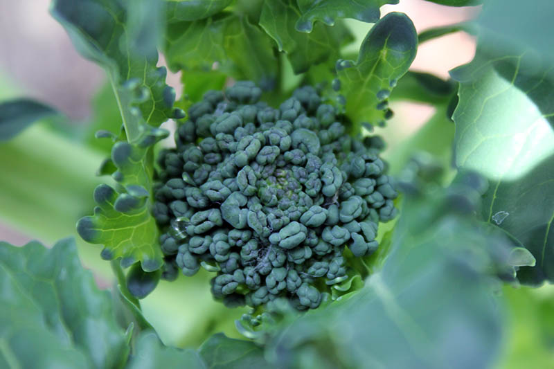A close up horizontal image of a small broccoli head almost ready to harvest pictured on a soft focus background.
