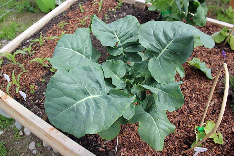 A close up horizontal image of a large broccoli plant growing in a raised bed garden surrounded by mulch, pictured in light sunshine.