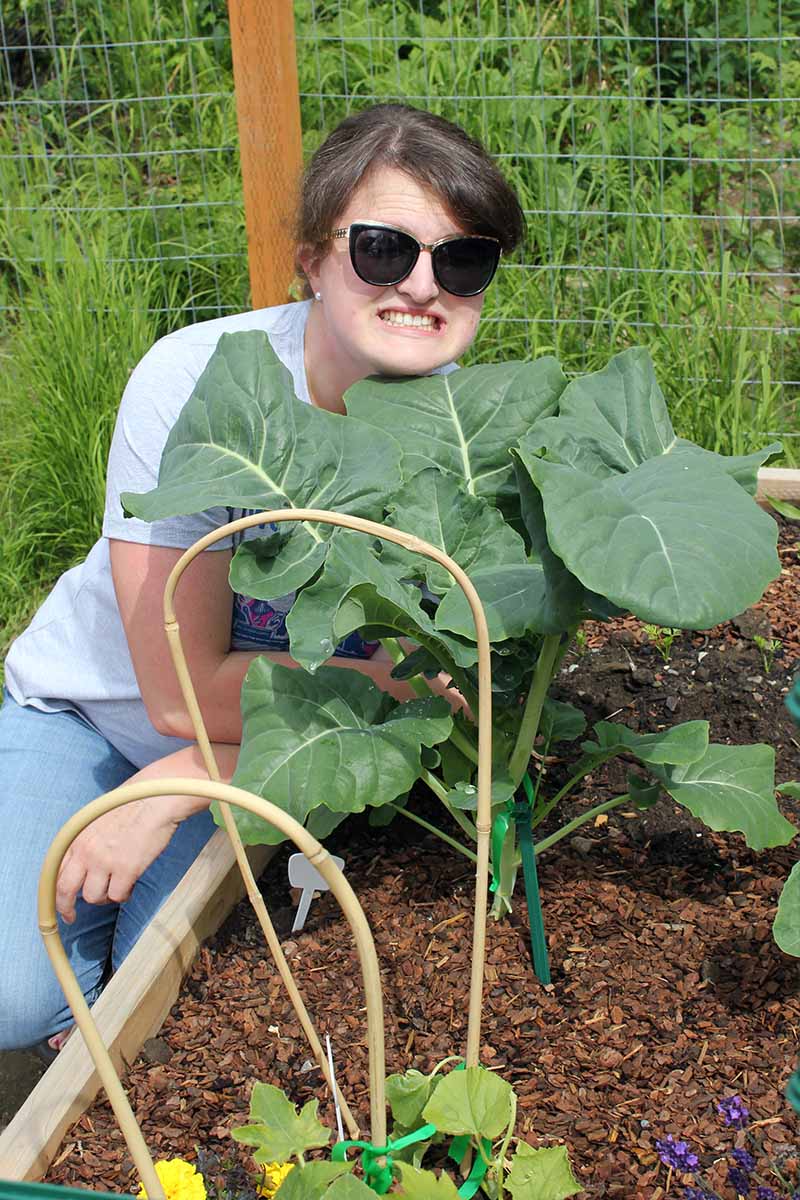 A close up vertical image of a woman wearing sunglasses posing behind a large broccoli plant growing in a raised garden bed.