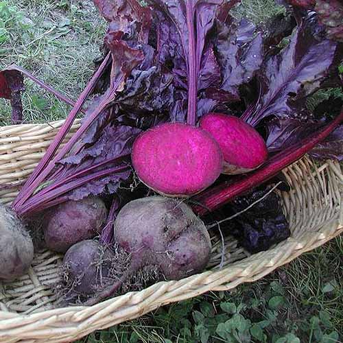 A close up square image of a wicker basket containing freshly harvested whole and sliced 'Bulls Blood' beets, set on the ground in the garden.