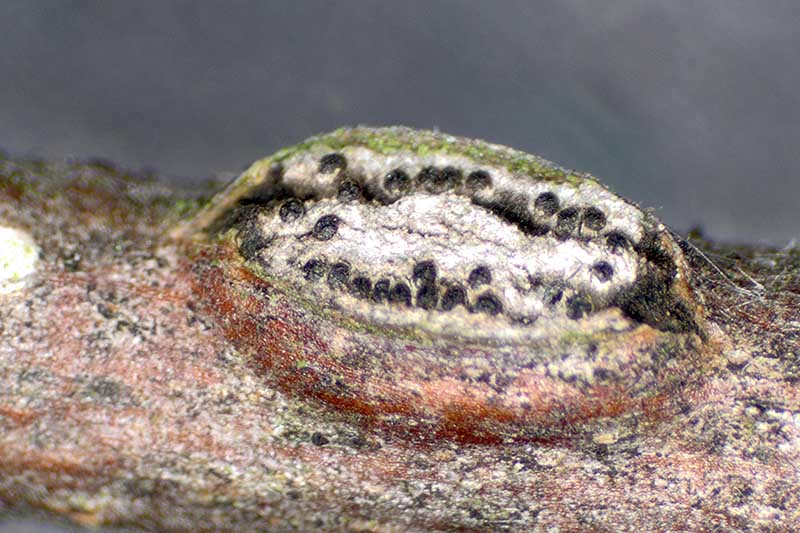 A close up horizontal image of a large canker developing on the stem of a tree, pictured on a soft focus background.