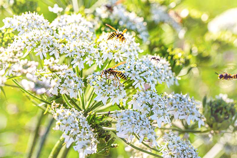 A close up of the white flowers of Carum carvi growing in the garden with bees landing on the blossoms, pictured in bright sunshine on a soft focus background.