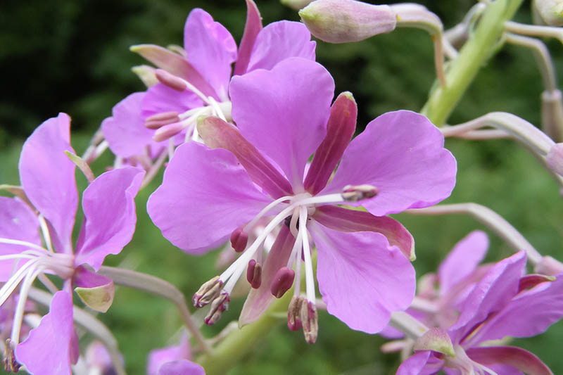 A close up of the pink flowers with prominent white stamens of native fireweed, Chamaenerion angustifolium, growing in the garden, pictured on a soft focus background.