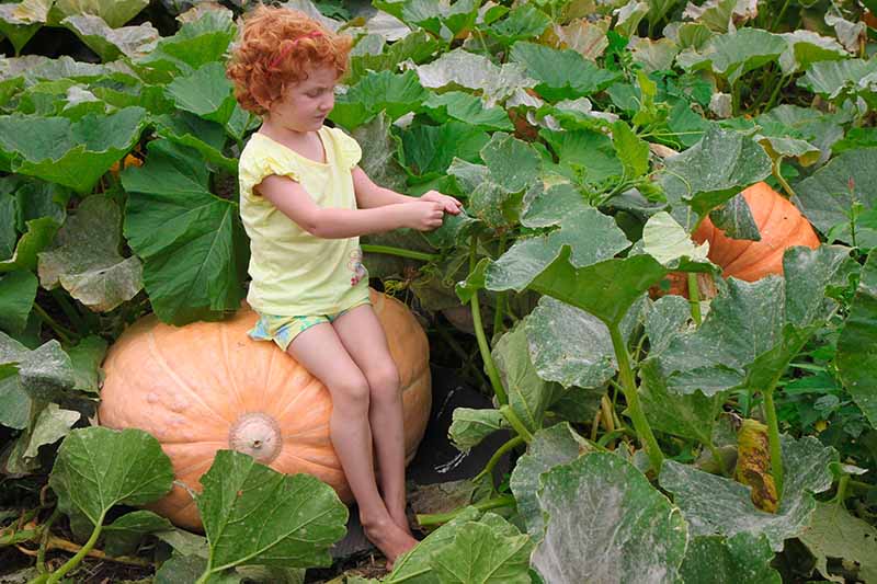 A horizontal image of a young girl sitting on a giant pumpkin growing in the garden, surrounded by foliage, pictured in light sunshine.