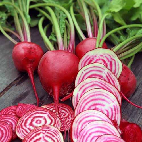A close up square image of whole and sliced 'Chioggia' beets with pink and white patterned flesh, set on a wooden surface.