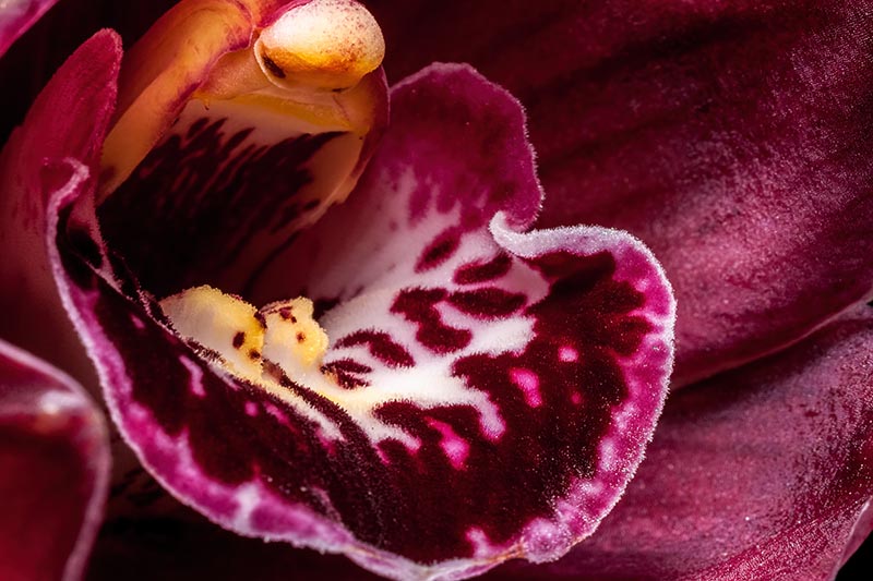 A close up horizontal image of the inside of a Cymbidium flower.