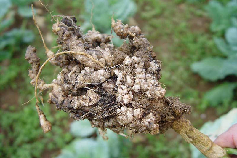A close up horizontal image of a hand from the right of the frame holding up the root of a cabbage plant suffering from a disease called clubroot, causing the roots to be deformed.