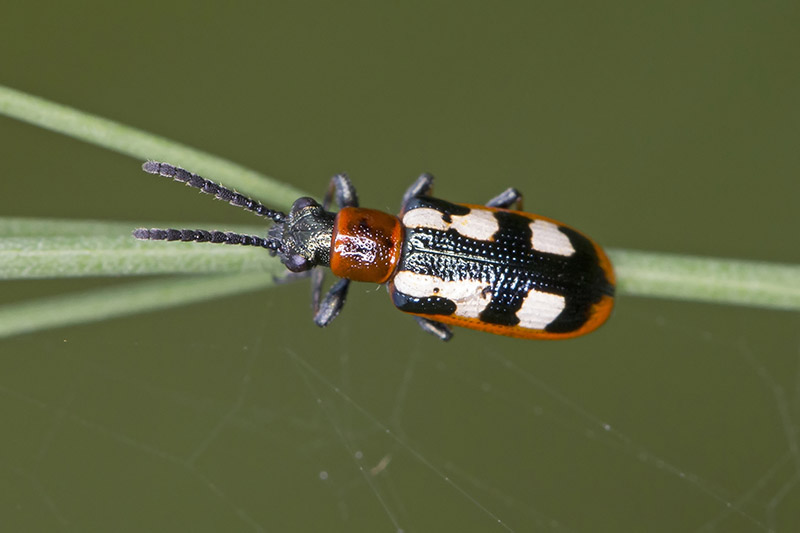 A close up horizontal image of a small black, white, and red beetle on the stem of a plant, pictured on a soft focus background.