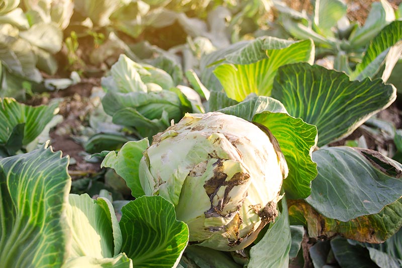 A close up horizontal image of a cabbage growing in the garden suffering from a disease, pictured in light sunshine.