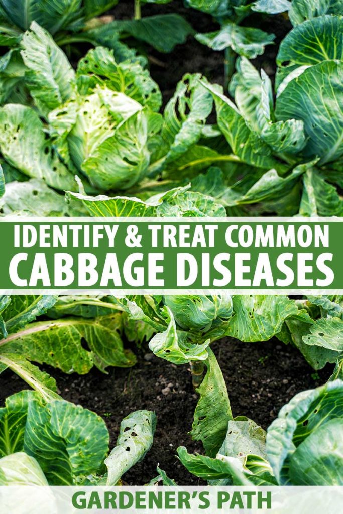 A vertical close up image of cabbages growing in the garden suffering from disease with soil visible in between the heads. To the center and bottom of the frame is green and white printed text.