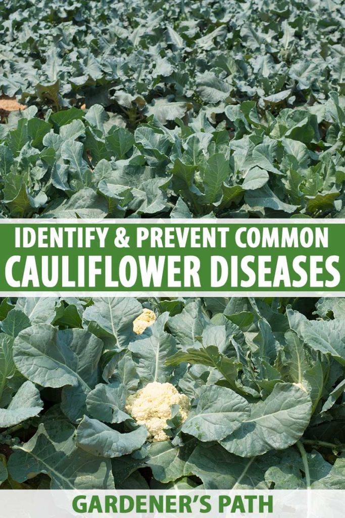 A close up vertical image of a field of cauliflower growing in the sunshine. To the center and bottom of the frame is green and white printed text.