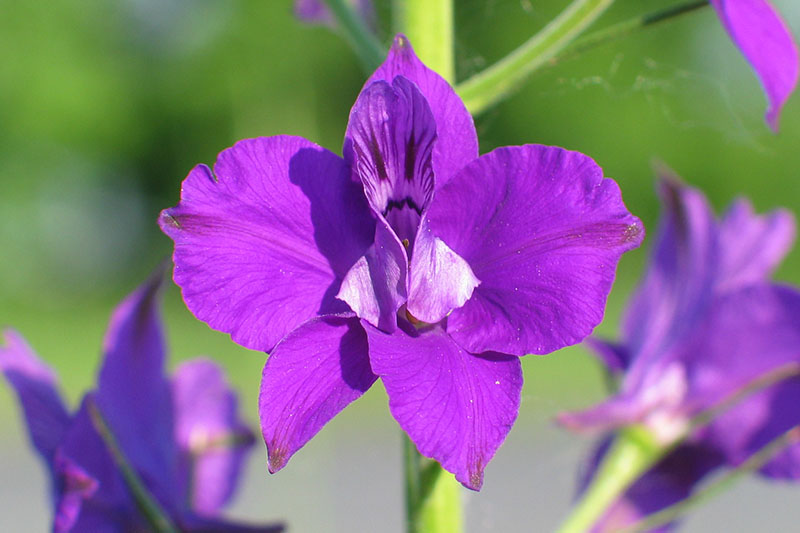 A close up horizontal image of the bright purple flower of Consolida orientalis growing in the garden pictured in bright sunshine on a green soft focus background.