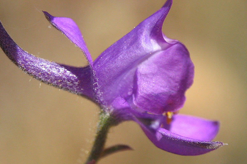 A close up horizontal image of the delicate purple flower of Consolida pubescens, pictured in bright sunshine on a soft focus background.