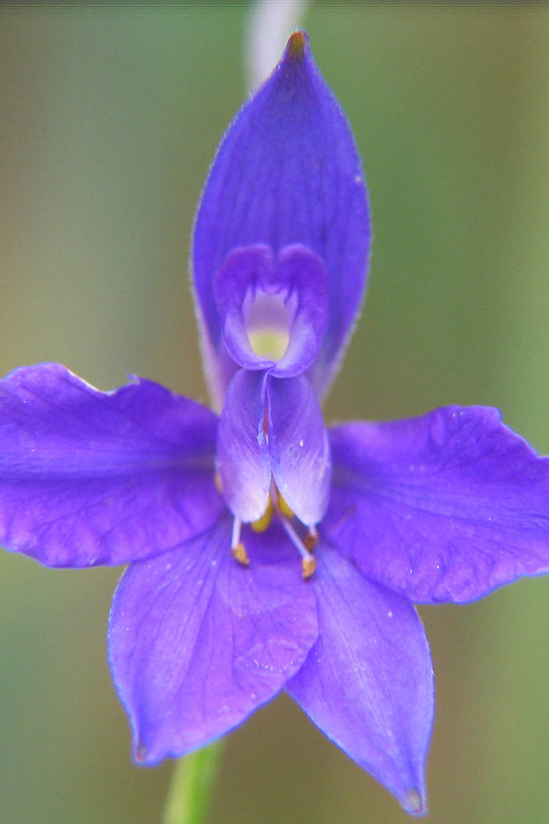 A close up vertical image of a blue Consolida regalis flower pictured on a soft focus background.