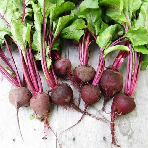 A close up square image of freshly harvested 'Crosby Egyptian' beets with the tops still attached, set on a wooden surface.