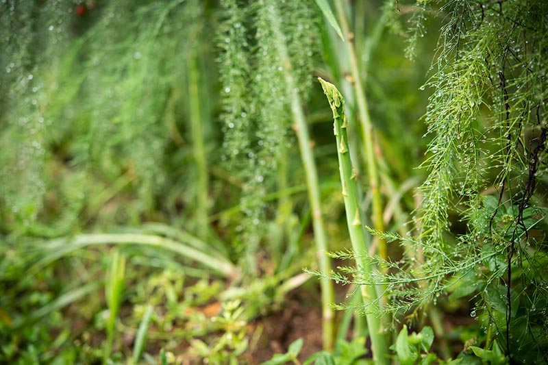 A close up horizontal image of a single asparagus spear surrounded by foliage, pictured in light sunshine on a soft focus background.