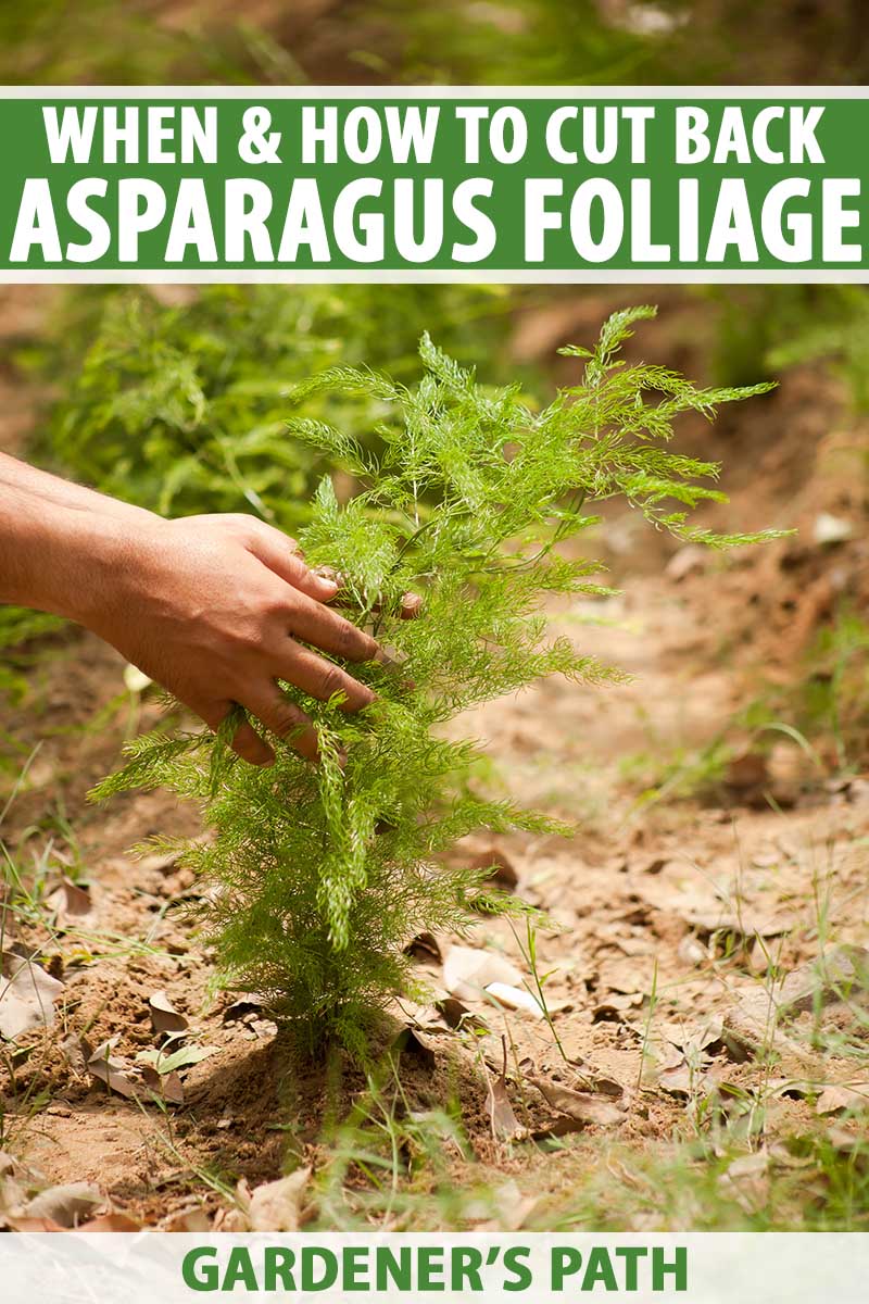 A vertical close up image of two hands from the left of the frame holding the foliage of a young asparagus plant growing in the garden. To the top and bottom of the frame is green and white printed text.