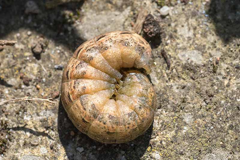 A close up horizontal image of a cutworm rolled up into a tight ball on the surface of the soil.