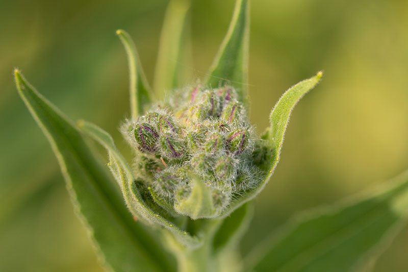 A close up of the flower bud of dame's rocket growing in the garden pictured in light sunshine on a green soft focus background.