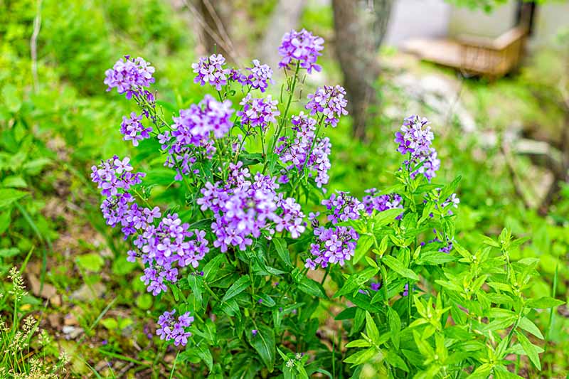 A close up of a small, purple dame's rocket plant growing in the garden, surrounded by green foliage, with trees and shrubs in soft focus in the background.