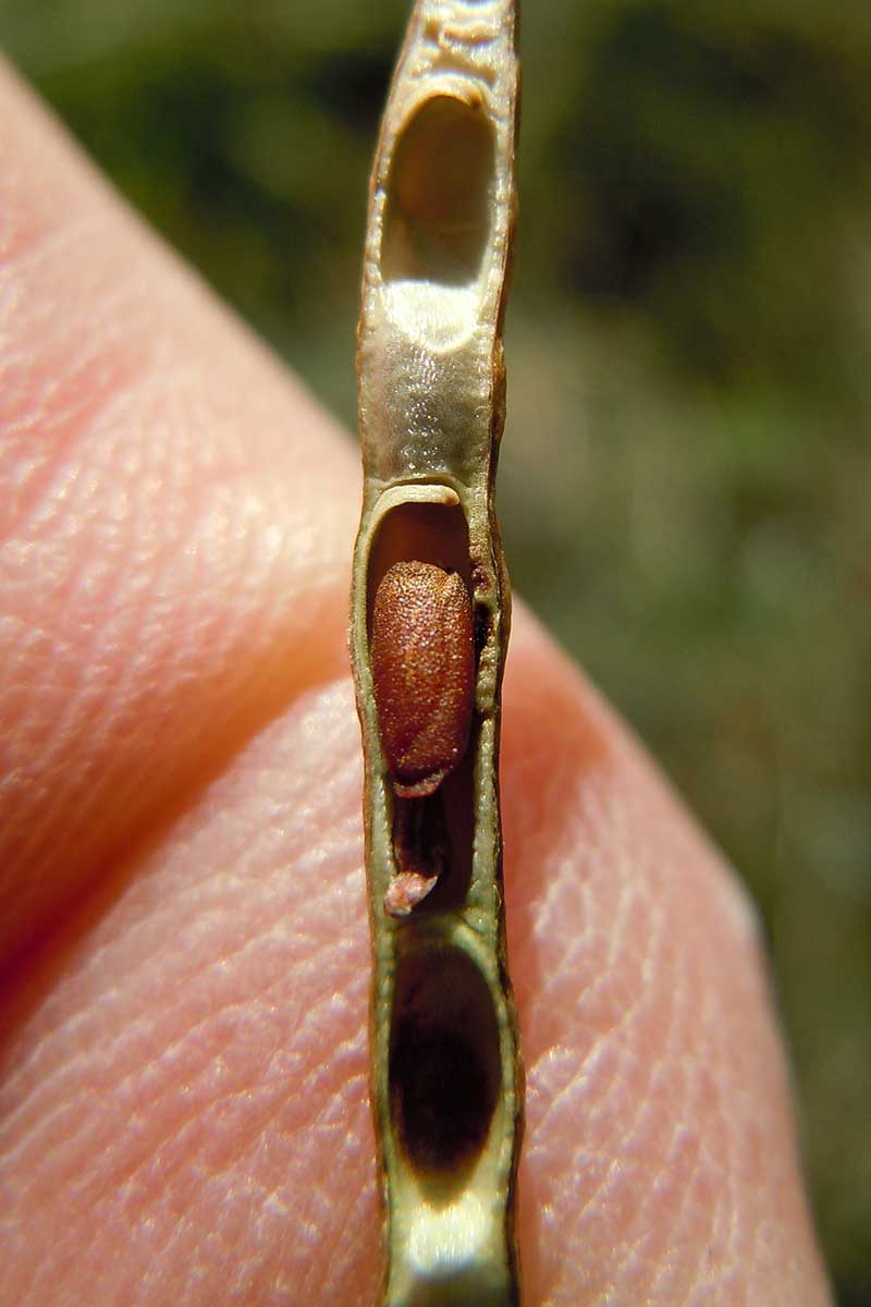 A close up of a hand from the left of the frame holding a long, thin seed pod, pictured on a soft focus background.