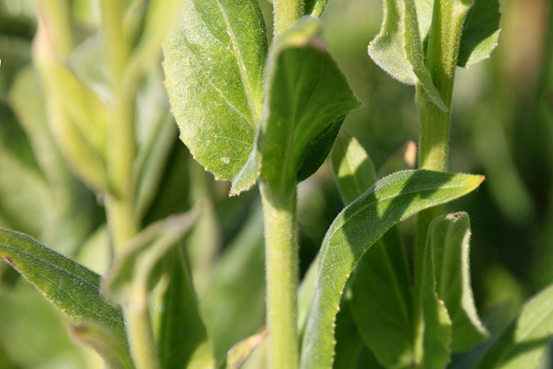 A close up horizontal picture of the leaves and stems of dame's rocket growing in the garden ready for harvest, pictured in light sunshine on a soft focus background.