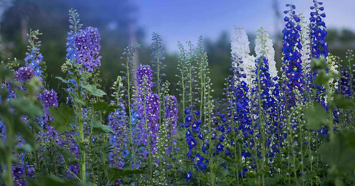 Image of Row of delphiniums in a garden