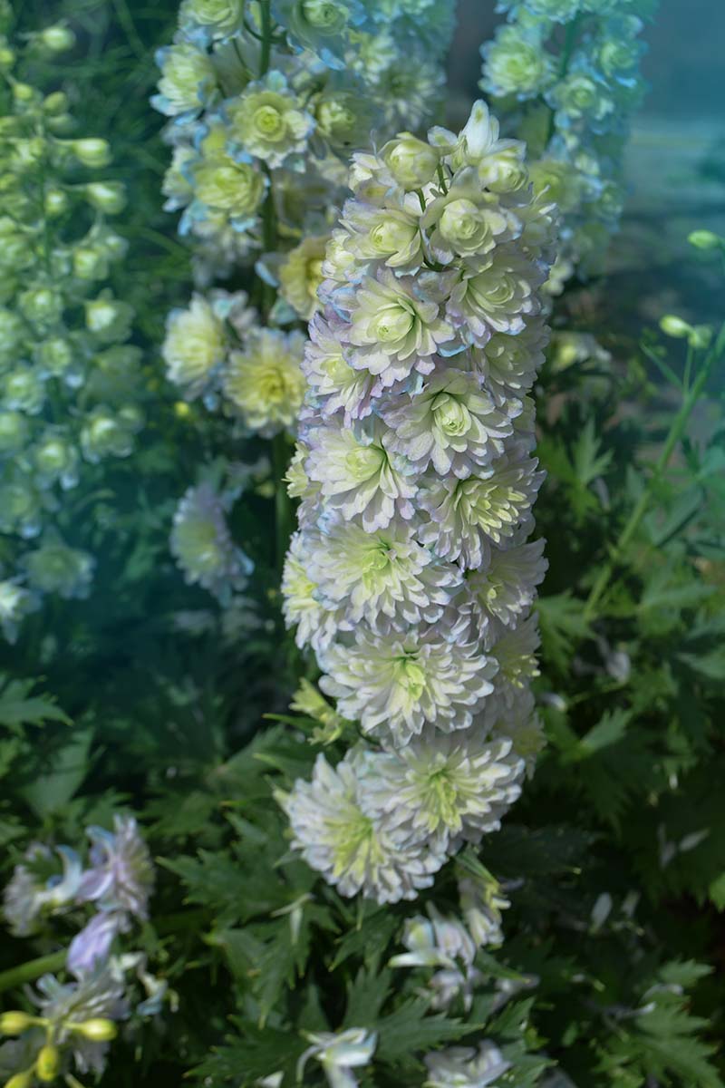 A close up vertical picture of delphinium 'Sweet Sensation' growing in the garden pictured on a soft focus background.