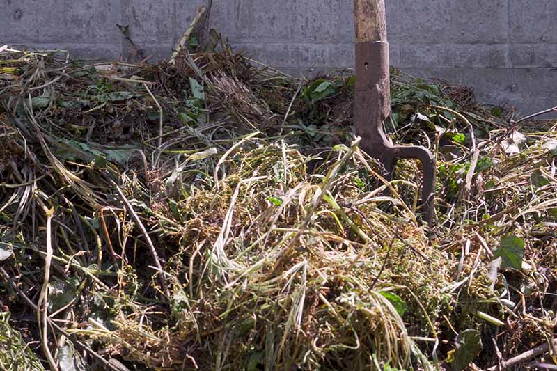 A close up horizontal image of a garden fork stuck in a compost pile to turn over the greens, with a concrete wall in the background.