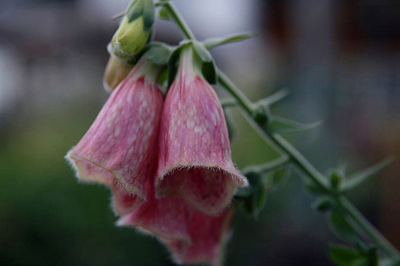 A close up horizontal image of the light pink and white bicolored flowers of Digitalis x mertonensis pictured on a green soft focus background.