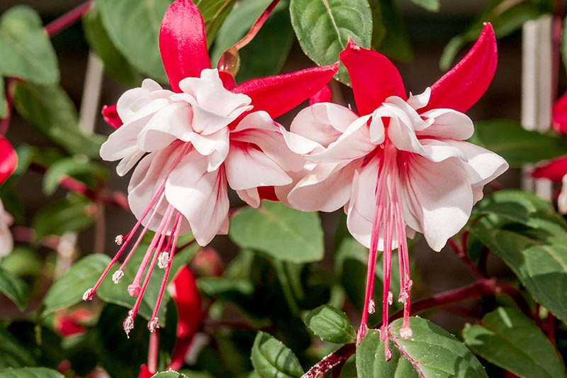 A close up horizontal image of red and white double-petalled flowers, pictured in bright sunshine on a soft focus background.