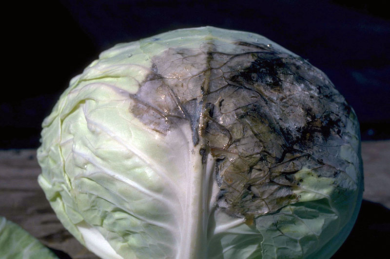A close up horizontal image of a cabbage head suffering from downy mildew, showing a rotted section on the surface, pictured on a dark background.