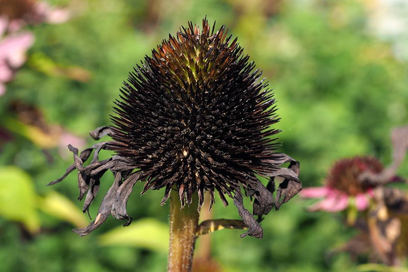 A close up horizontal image of an echinacea flower head drying in the garden, pictured on a soft focus background.