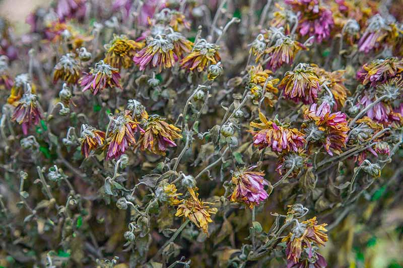 A close up horizontal image of flower heads drying in the garden, pictured on a soft focus background.