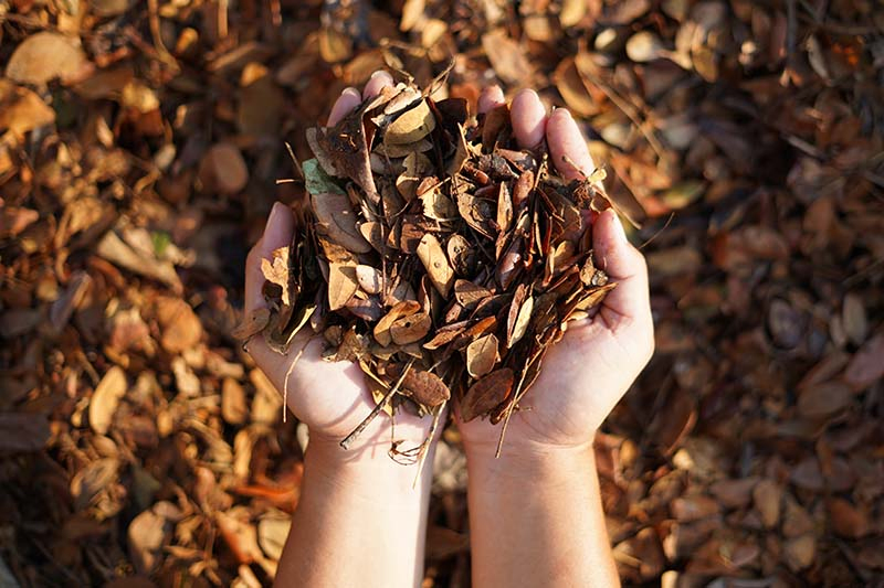 How to Use Leaves for Compost and Mulch