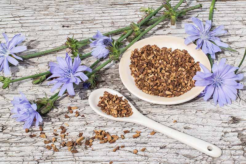 A horizontal image of a small plate of dried Cichorium intybus root surrounded by freshly cut stems and flowers on a rustic wooden surface.