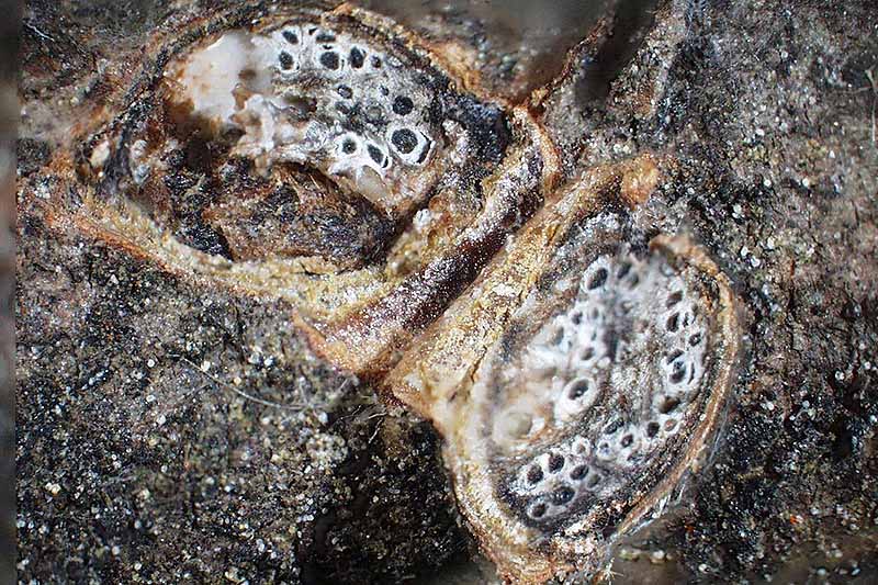 A close up horizontal image of a nasty canker that has been cut open on the stem of a tree, pictured on a soft focus background.