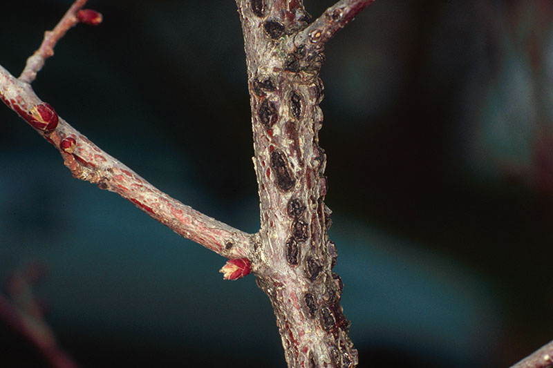 A close up horizontal image of the stem of a branch suffering from a plant disease, pictured on a dark soft focus background.