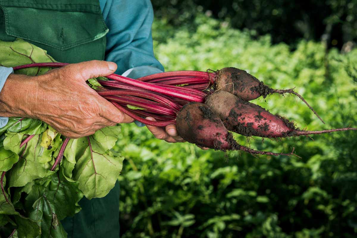 A close up horizontal image of two hands from the left of the frame holding freshly harvested beet roots of various sizes.
