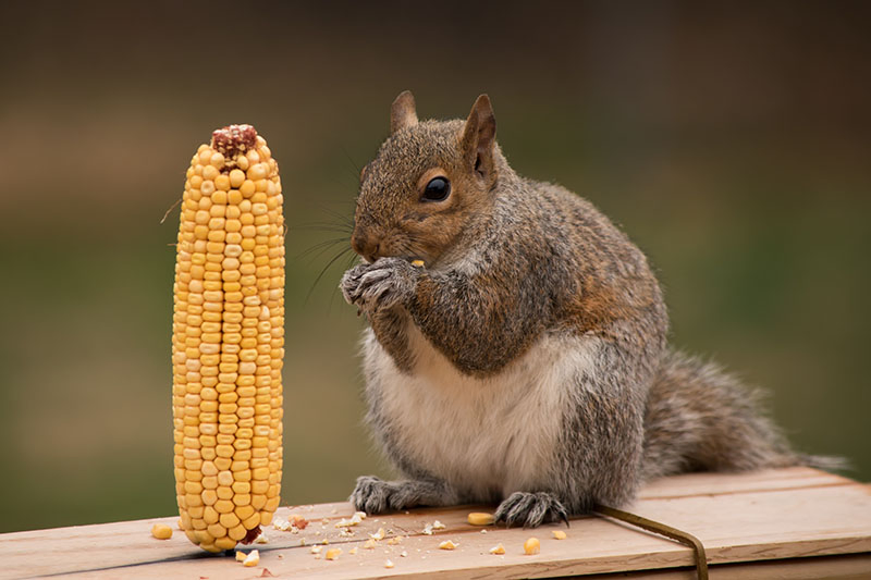 A close up horizontal image of a fat gray squirrel sitting on a wooden surface eating from a sweet corn ear, pictured on a green soft focus background.