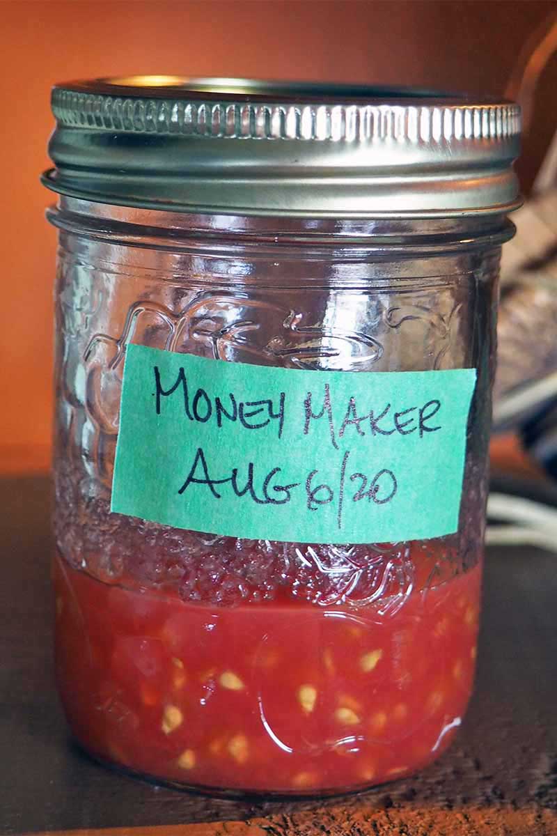 A vertical close up picture of a small jar with a green label 'Money Maker' containing fermenting seeds set on a wooden surface pictured on a soft focus background.